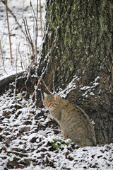 A tabby cat sits quietly in the snow near a mossy tree trunk, observing its surroundings.