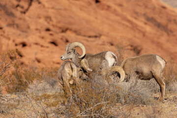 Desert Bighorn Sheep Rams in Valley of Fire State Park Nevada