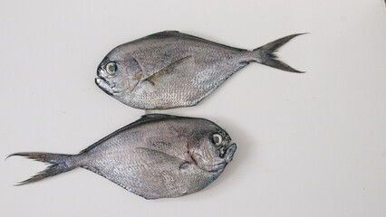 Two silver atlantic pomfret fish or Brama brama fish on a plain white background