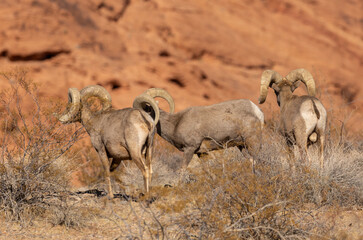 Desert Bighorn Sheep Rams in Valley of Fire State Park Nevada