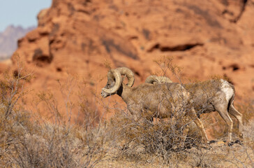 Desert Bighorn Sheep Rams in Valley of Fire State Park Nevada