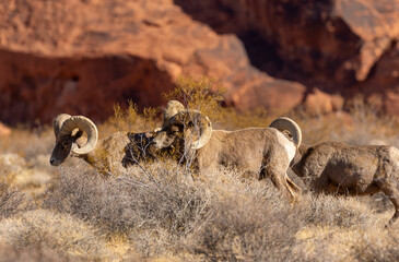 Desert Bighorn Sheep Rams in Valley of Fire State Park Nevada