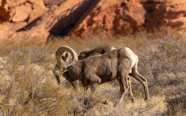 Desert Bighorn Sheep Rams in Valley of Fire State Park Nevada
