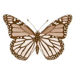 Vintage Butterfly Collection Illustration