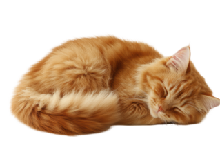 Isolated Sleeping Orange Tabby Cat