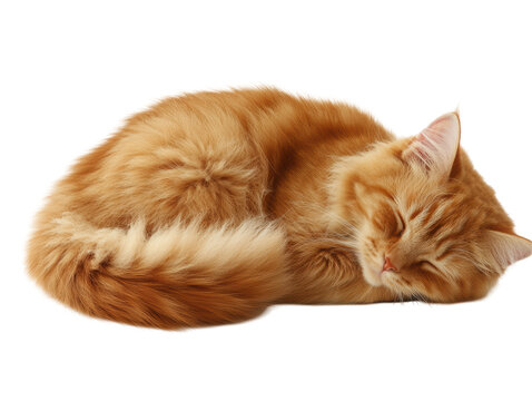 Isolated Sleeping Orange Tabby Cat