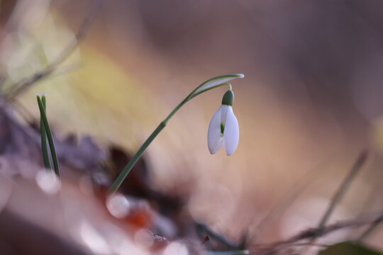 fiore di bucaneve nel bosco in inverno
