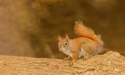 Red Squirrel On A Log