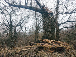 old broken tree in the forest, willow tree