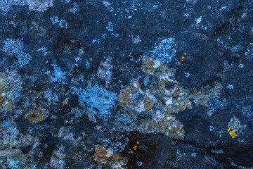 Map Lichen (Rhizocarpon Geographicum)