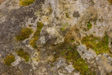 Moss Growing On Stone