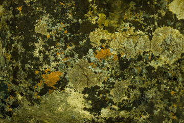Map Lichen (Rhizocarpon Geographicum)