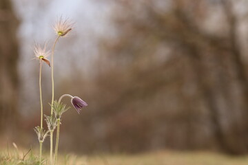 fiore di anemone pulsatilla in un prato in primavera al tramonto