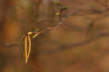 infiorescenza di carpino in primavera al tramonto