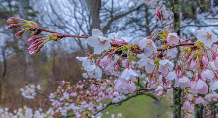 Cherry Blossoms With Water Droplets