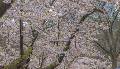 High Park Chery Blossoms