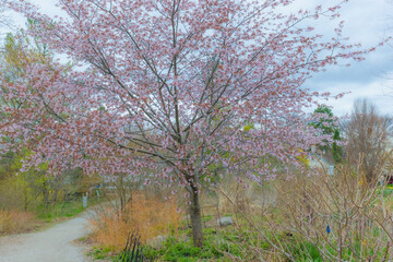 Obraz premium Flowering Cherry Tree In Edwards Gardens