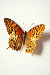 Obraz premium Wildlife - Butterfly