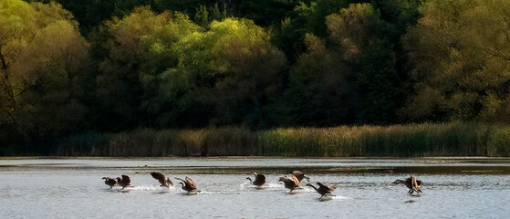 A flock of Canada Goose landing on water