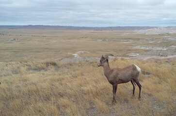Naklejka premium Bighorn sheep in the Badlands