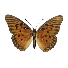 Vintage Butterfly Collection Illustration