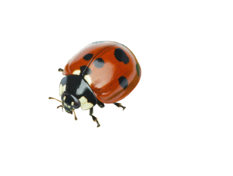 Isolated Ladybug Close-up