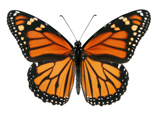 Isolated Monarch Butterfly with Open Wings