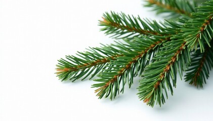 Obraz premium Fir tree branch isolated on white with a shadow, winter wonderland, fir, serene