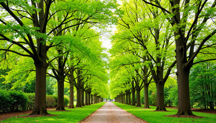 Fototapeta premium Lush tree avenue in early spring sunlight, renewal and growth