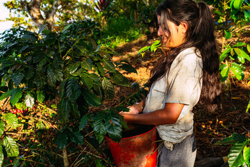 Beautiful young Colombian Latina mestizo peasant woman harvesting coffee from trees in the...