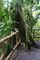 La Fortuna, Costa Rica - November 20, 2024 - the Mistico Arenal Hanging Bridges Park in Provincia de Alajuela 