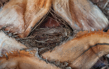 Palm bark highlights organic fibers and rough texture