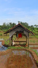 Farmers' rice terraces in rice fields that are still full of water and natural views