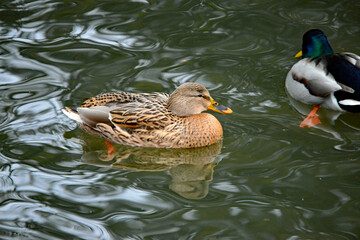 Nahaufnahme einer weiblichen Stockente im Teich
