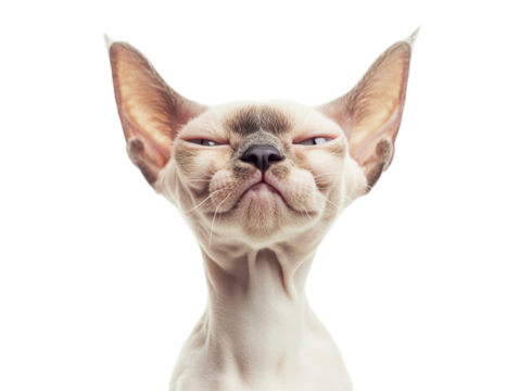 Isolated Bald Cat with Funny Face