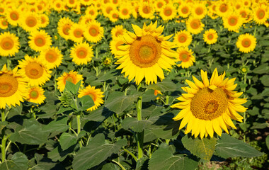 yellow flowers, agricultural products. photos of sunflowers.