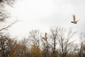 A group of ducks flying in the sky, heading off into the distance. Perfect for themes of freedom, wildlife migration, and the beauty of nature in motion.