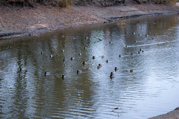 A group of ducks swimming in a pond in a city park. Perfect for themes of urban nature, wildlife conservation, and the balance between nature and city life.