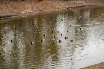 A group of ducks swimming in a pond in a city park. Perfect for themes of urban nature, wildlife conservation, and the balance between nature and city life.