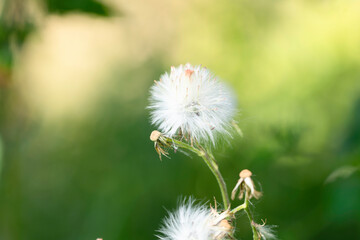 White fluffy flowers on green background