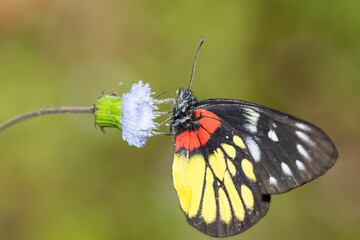 butterfly on a flower