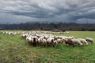 Obraz premium Flock of sheep
