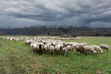 Obraz premium Flock of sheep