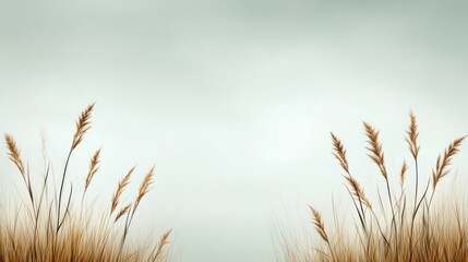Fototapeta premium Soft and Serene Background with Light Brown Grass Against a Gentle Blue Sky with a Calm and Peaceful Atmosphere