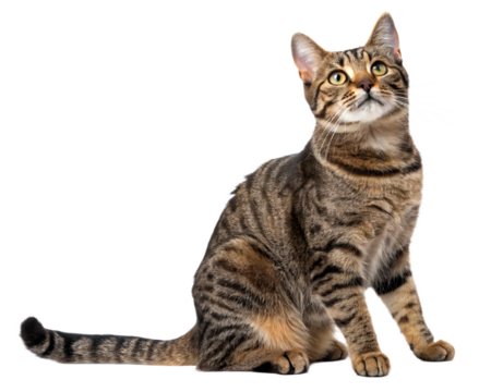 Classic tabby house cat isolated on transparent background, PNG image