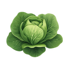 Obraz premium Fresh green cabbage with lush leaves displayed. PNG