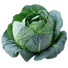 Fototapeta premium Fresh green cabbage vibrant vegetable healthy food organic produce isolated transparent background