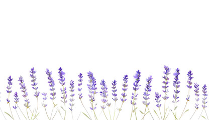 Transparent PNG Floral Border Graphic Resource Perfect for Designing Leaflets, Brochures, Poetry, Song Backgrounds, and Other Creative Projects