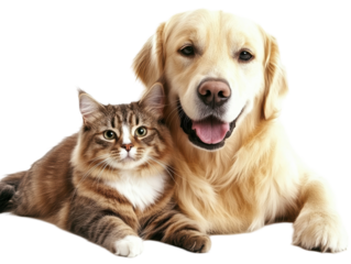 Isolated Cat and Dog Lying Together