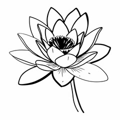 white lotus flower